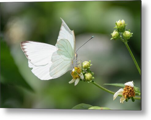 Insect Metal Print featuring the photograph White Butterfly by Robert Wilder Jr