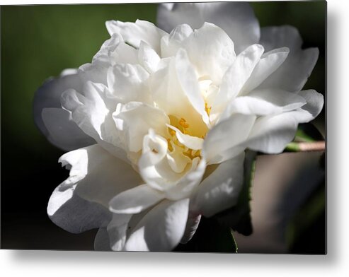 Camellia Metal Print featuring the photograph White Camellia III by Mingming Jiang