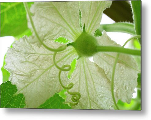 Gourd Flower Metal Print featuring the photograph White Gourd Flower From Below by Iris Richardson