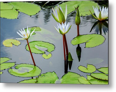 Green Lily Pads Metal Print featuring the photograph White Lotus Flowers in a Pond by Cate Franklyn