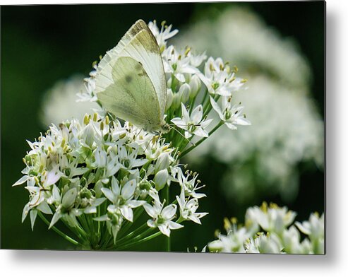 Cabbage White Metal Print featuring the photograph White on White by Tana Reiff