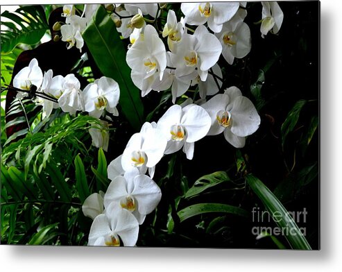 White Phalaenopsis Orchid Photograph Metal Print featuring the photograph White Orchid Parade of Blooms by Expressions By Stephanie