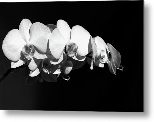 Flower Metal Print featuring the photograph White Orchid Phalaenopsis Amabilis Flower Petal by John Williams