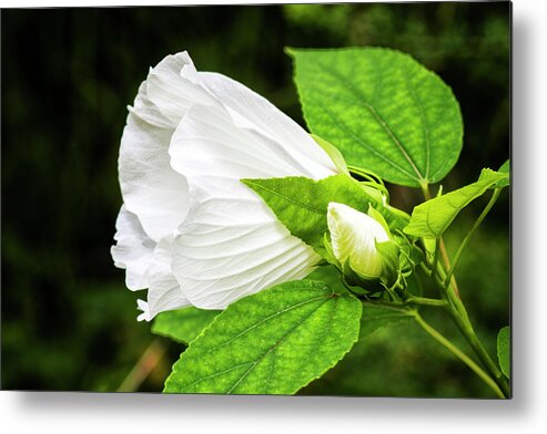 White Hibiscus Flower Metal Print featuring the photograph White Hibiscus Bloom and Bud in the Croatan National Forest by Bob Decker