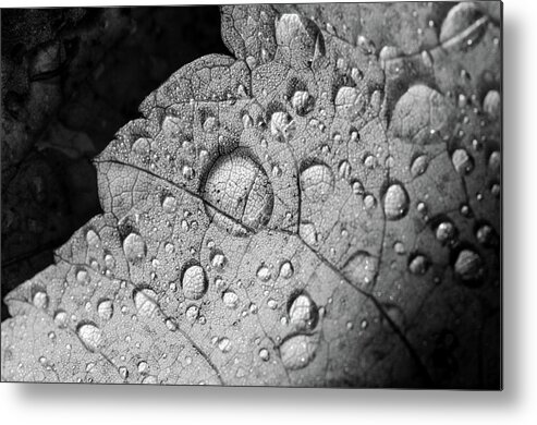 Black And White Image Metal Print featuring the photograph White Raindrops by Crystal Wightman