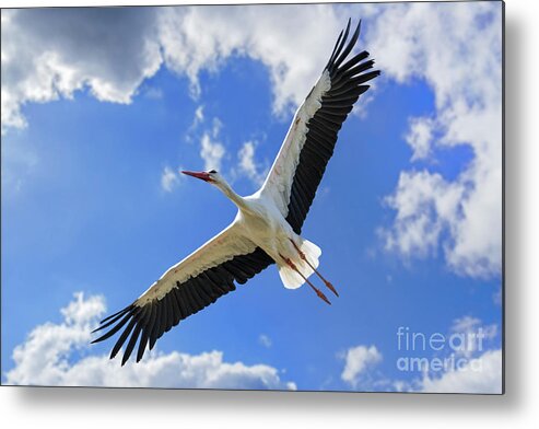 White Stork Metal Print featuring the photograph White Stork Flying by Arterra Picture Library
