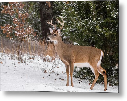 White-tailed Deer Metal Print featuring the photograph White-tailed Deer - 8904 by Jerry Owens