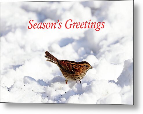 Sparrow Metal Print featuring the photograph White Throated Sparrow In Snow Season's Greetings by Debbie Oppermann