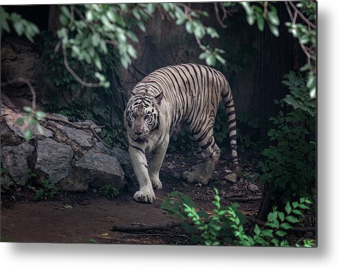 2013 Metal Print featuring the photograph White Tiger in Beijing City by Benoit Bruchez