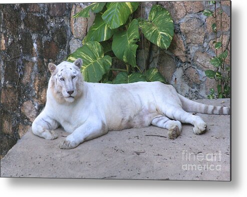 Mammal Metal Print featuring the photograph White Tiger by Mary Mikawoz