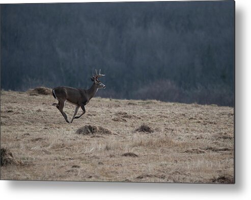 Whitetail Deer Metal Print featuring the photograph Whitetail buck running in a field by Dan Friend