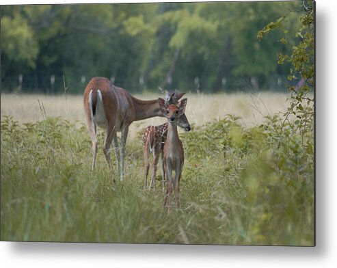 Wall Art Metal Print featuring the photograph Whitetail Deer by Cathy Valle