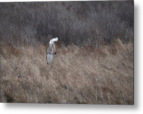 Whitetail Deer Metal Print featuring the photograph Whitetail doe landing after jumping high by Dan Friend