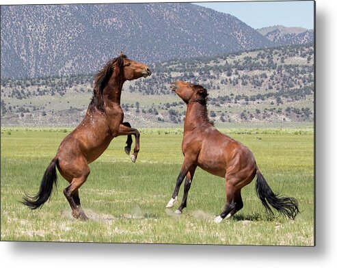 Eastern Sierra Metal Print featuring the photograph Wild and Frisky Mares by Cheryl Strahl
