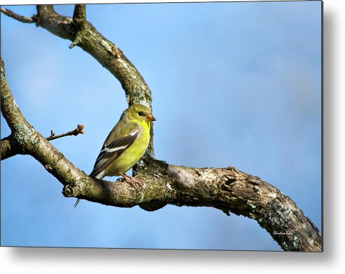 Bird Metal Print featuring the photograph Wild Birds - American Goldfinch by Christina Rollo