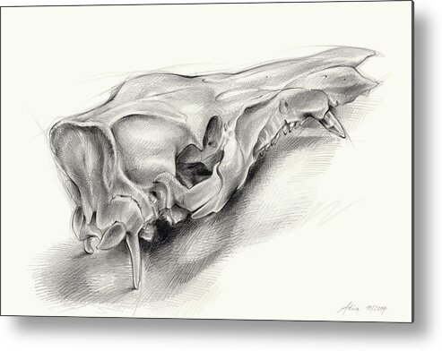 Wild Boar Metal Print featuring the drawing Wild boar skull and metamorphosis of life 1 by Adriana Mueller