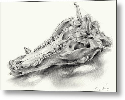 Wild Boar Metal Print featuring the drawing Wild boar skull and metamorphosis of life 2 by Adriana Mueller