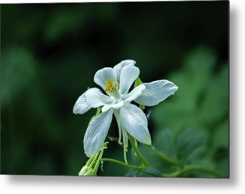Columbine Metal Print featuring the photograph Wild Columbine by Laura Terriere