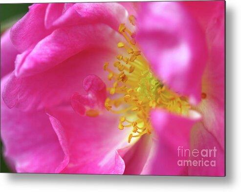 Nature Metal Print featuring the photograph Wild Dog Rose by Stephen Melia