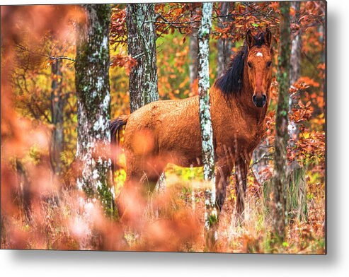 Animals Metal Print featuring the photograph Wild by Evgeni Dinev