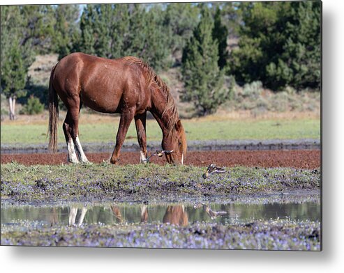 Wild Horses Metal Print featuring the photograph Wild Horse and the Killdeer by Mary Hone