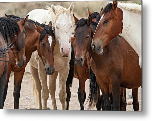 Wild Horses Metal Print featuring the photograph Wild Horse Huddle by Wesley Aston