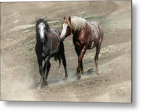 Wild Horses Metal Print featuring the photograph Wild Horses 4C by Sally Fuller