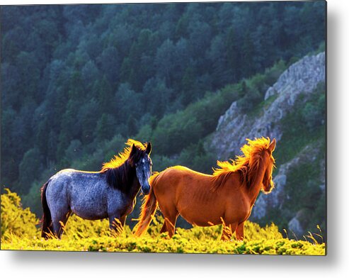 Balkan Mountains Metal Print featuring the photograph Wild Horses by Evgeni Dinev