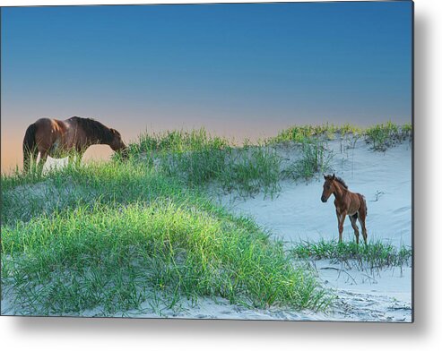 Mare Metal Print featuring the photograph Wild Horses by Skip Tribby
