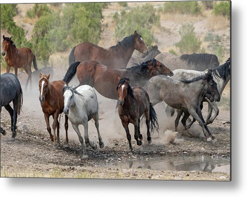 Wild Horses Metal Print featuring the photograph Wild Horses Utah by Wesley Aston