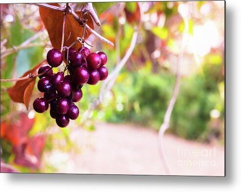 Autumn Metal Print featuring the photograph Wild ripe purple berries hanging from a bush illuminated by sun rays at sunset, unfocused background and copy space. by Joaquin Corbalan