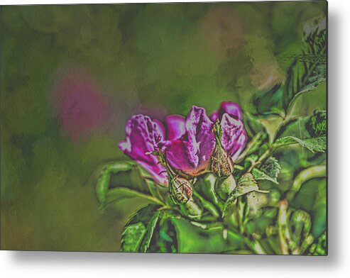 Wild Rose Metal Print featuring the mixed media Wild rose #l1 by Leif Sohlman