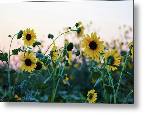 Ennis Metal Print featuring the photograph Wild Sunflowers by KC Hulsman