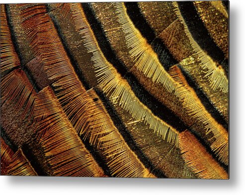 Abstract Metal Print featuring the photograph Wild Turkey Tom Feather Abstract by Dale Kauzlaric