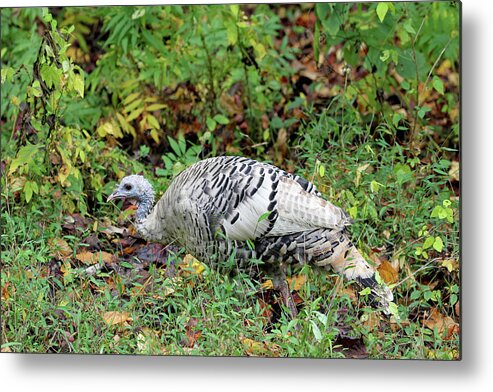 Tennessee Metal Print featuring the photograph Wild White Turkey by Jennifer Robin