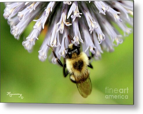 Nature Metal Print featuring the photograph Will You Bee Mine? by Mariarosa Rockefeller