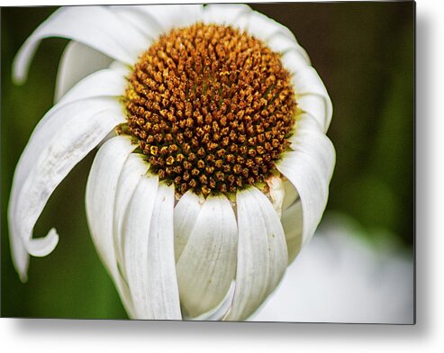 Daisy Metal Print featuring the photograph Wilted Daisy by Bob Decker