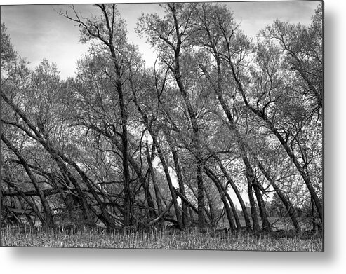  Metal Print featuring the photograph Wind Row - St Johns, Michigan USA by Edward Shotwell