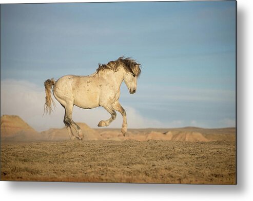 Wild Horses Metal Print featuring the photograph Windswept by Sandy Sisti