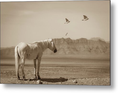 Wild Horses Metal Print featuring the photograph Feathered Angels by Mary Hone