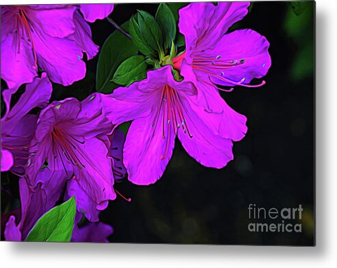 Winter Metal Print featuring the photograph Winter Azaleas in Ink by Diana Mary Sharpton