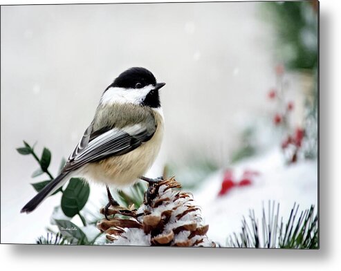 Bird Metal Print featuring the photograph Winter Chickadee by Christina Rollo