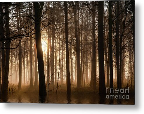 Norfolk Metal Print featuring the photograph Winter forest at sunrise with mist and fog by Simon Bratt