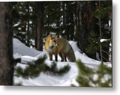 Fox Metal Print featuring the photograph Winter Fox by Julie Argyle