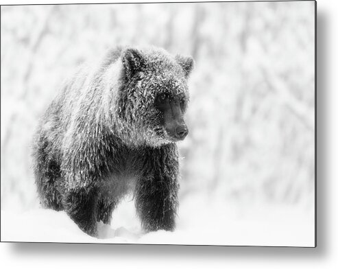 Black And White Metal Print featuring the photograph Winter grizzly monochrome by Murray Rudd