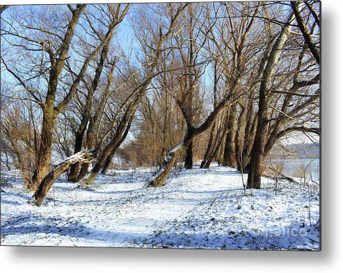 Winter Idyll Metal Print featuring the photograph Winter Idyll in a Forest 02 by Leonida Arte