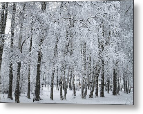 Snow Metal Print featuring the photograph Winter Park by EvgeniySmolskiy