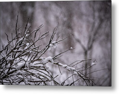 Photo Metal Print featuring the photograph Winter Through the Branches by Evan Foster