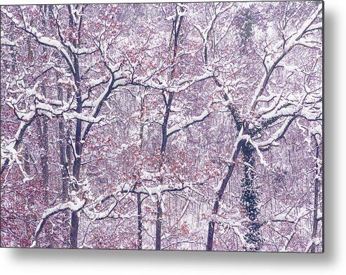 Trees Metal Print featuring the photograph Winter Trees, Burghausen by Alexander Kunz