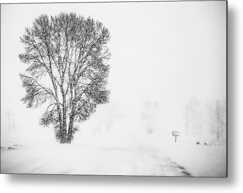 Wyoming Metal Print featuring the photograph Winter White Out, Grand Teton National Park by Marcy Wielfaert